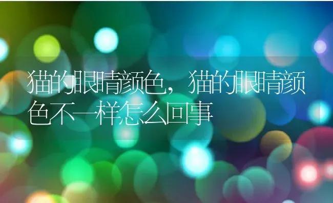 猫的眼睛颜色,猫的眼睛颜色不一样怎么回事 | 养殖资料