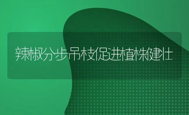 辣椒分步吊枝促进植株健壮 | 养殖知识