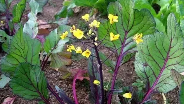 红油菜苔种植时间和方法什么时间种植好,红油菜苔高产栽培技术？