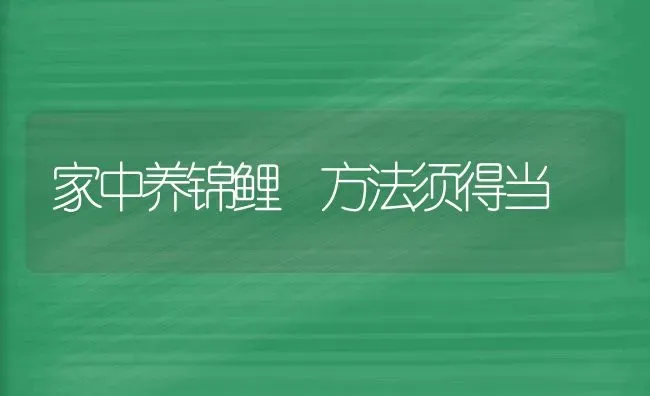 家中养锦鲤 方法须得当 | 养殖技术大全