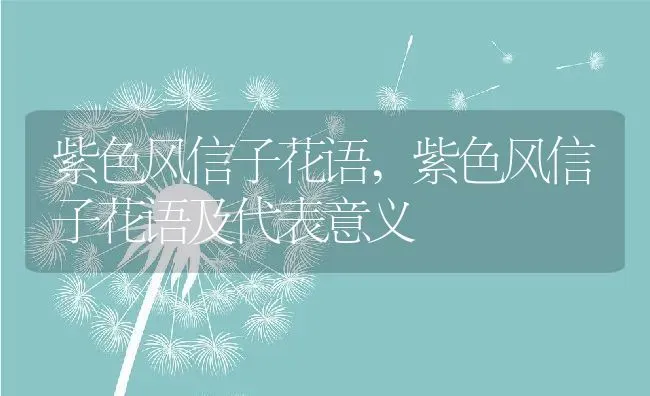 紫色风信子花语,紫色风信子花语及代表意义 | 养殖科普