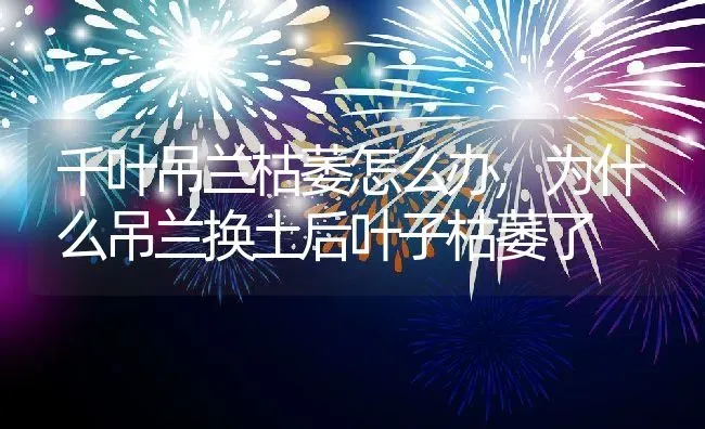 千叶吊兰枯萎怎么办,为什么吊兰换土后叶子枯萎了 | 养殖学堂