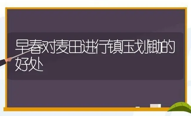 早春对麦田进行镇压划锄的好处 | 养殖知识