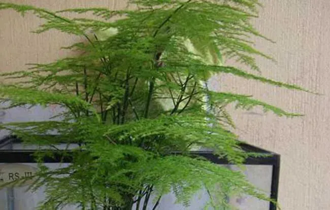 文竹施什么肥料好,文竹可以喷大蒜水吗？