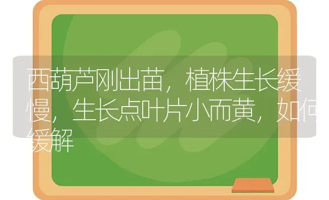 西葫芦刚出苗,植株生长缓慢,生长点叶片小而黄,如何缓解 | 养殖技术大全