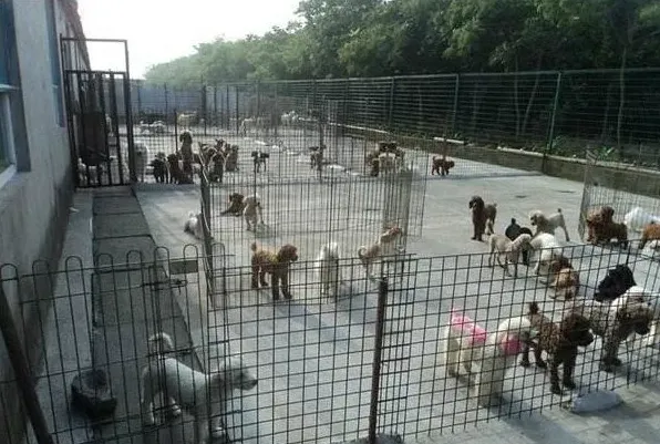 肉狗的养殖场犬舍建造条件 | 常识大全