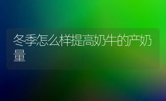 冬季怎么样提高奶牛的产奶量 | 养殖技术大全