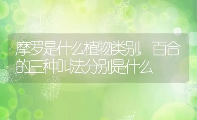 摩罗是什么植物类别,百合的三种叫法分别是什么 | 养殖学堂