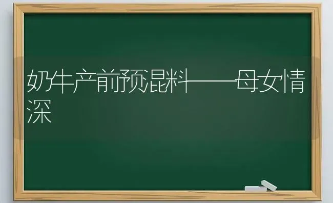 奶牛产前预混料——母女情深 | 养殖知识