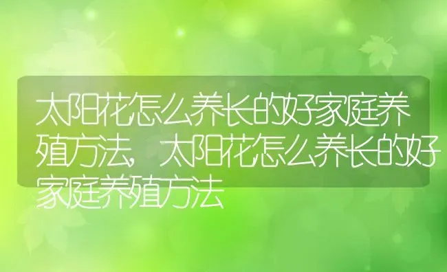 太阳花怎么养长的好家庭养殖方法,太阳花怎么养长的好家庭养殖方法 | 养殖学堂