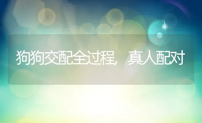 狗狗交配全过程,真人配对 | 养殖学堂