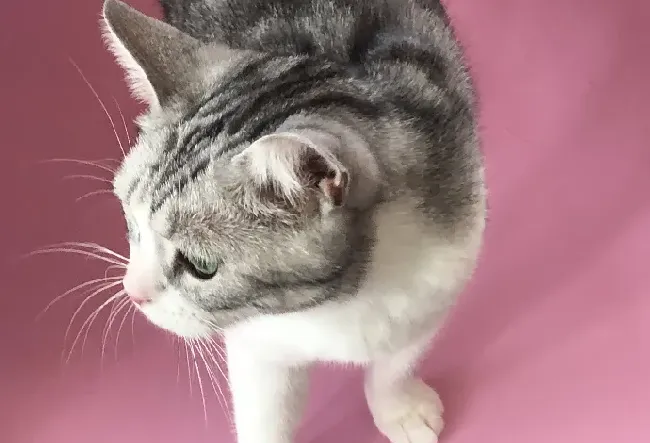 猫咪能听懂人说话吗,为什么猫能听懂人说话？
