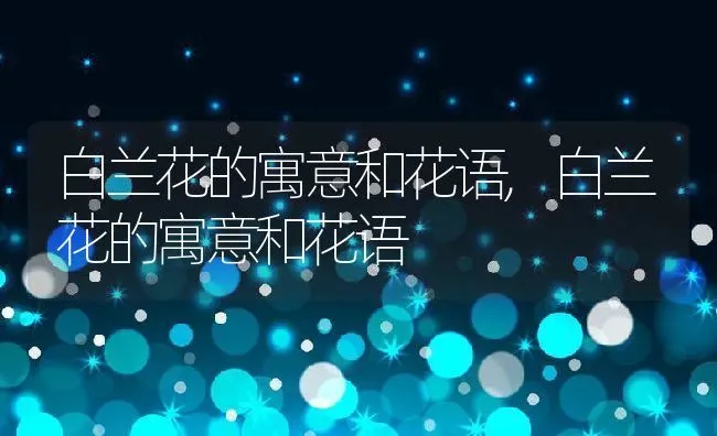 白兰花的寓意和花语,白兰花的寓意和花语 | 养殖科普
