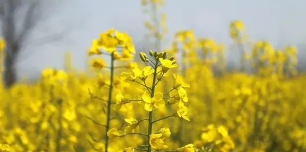 小雪前后油菜的田间管理要点 | 妙招大全