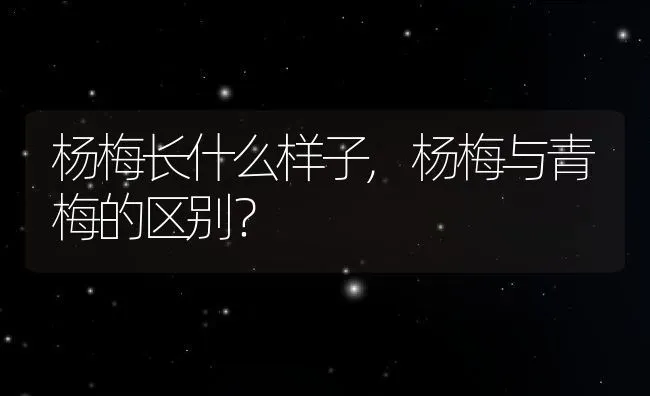 杨梅长什么样子,杨梅与青梅的区别？ | 养殖科普