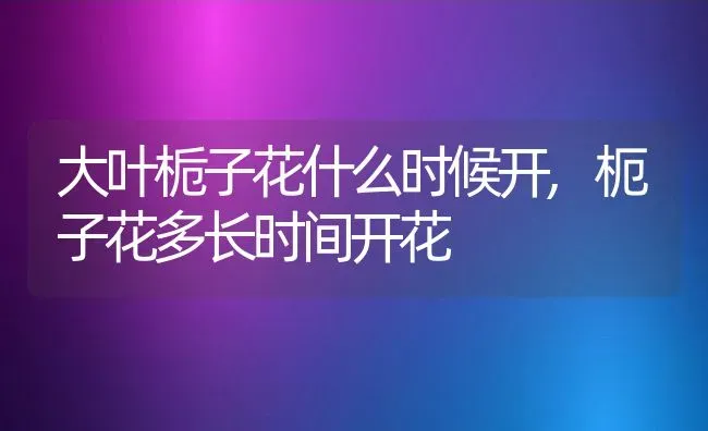 大叶栀子花什么时候开,枙子花多长时间开花 | 养殖学堂