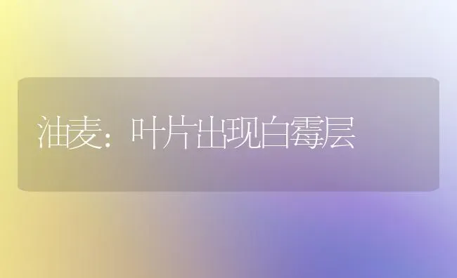 油麦：叶片出现白霉层 | 养殖知识