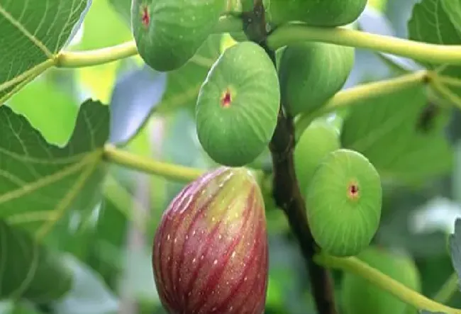 家里能种无花果树吗,楼上家里养无花果好不好？