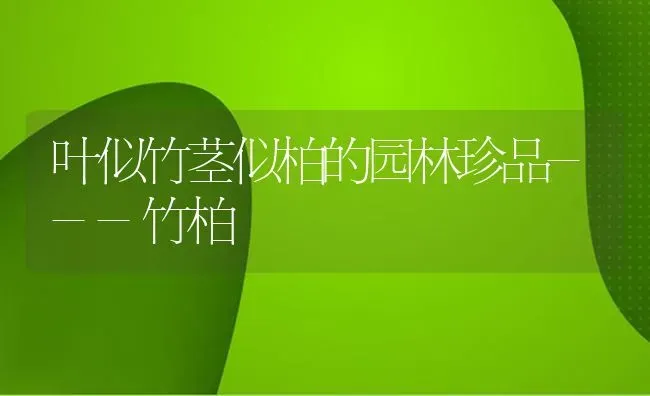 叶似竹茎似柏的园林珍品---竹柏 | 养殖技术大全