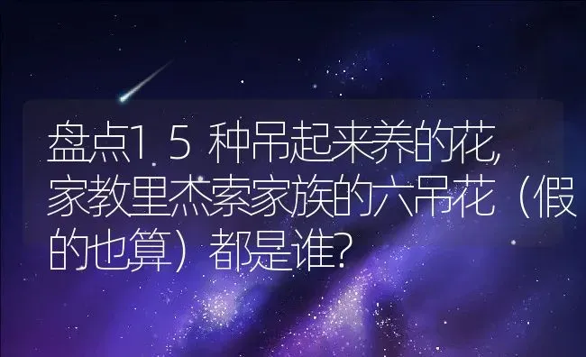 盘点15种吊起来养的花,家教里杰索家族的六吊花（假的也算）都是谁？ | 养殖科普