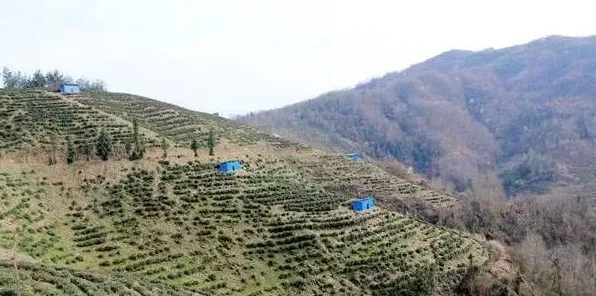 茶园如何养鸡？这五大要点值得学习！ | 常识大全