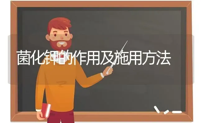 菌化钾的作用及施用方法 | 养殖技术大全