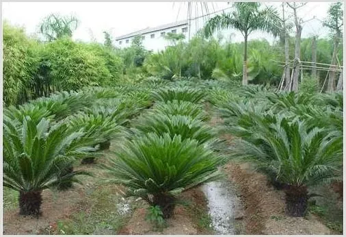 未来三年农村种植项目最有前景的四个项目 | 实用知识