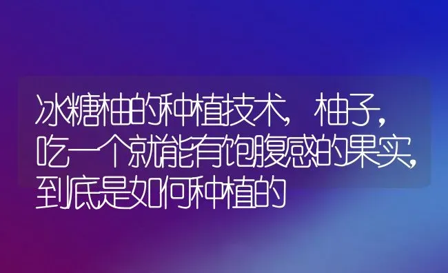 冰糖柚的种植技术,柚子，吃一个就能有饱腹感的果实，到底是如何种植的 | 养殖学堂