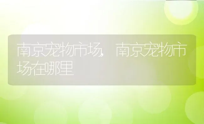 南京宠物市场,南京宠物市场在哪里 | 养殖资料