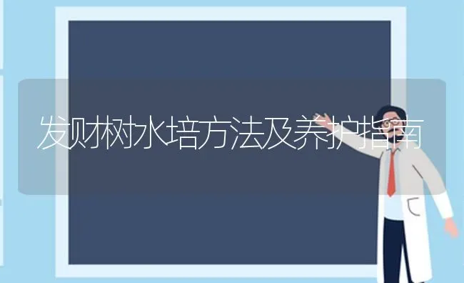 发财树水培方法及养护指南 | 养殖技术大全
