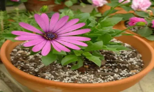 菊花如何扦插,请教：菊花用嫩枝扦插好还是用脚芽扦插好？