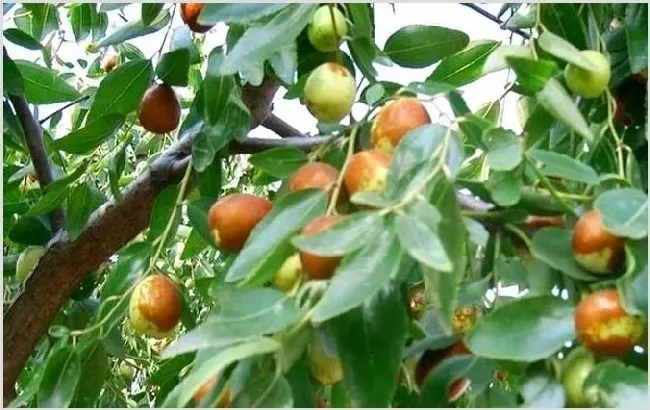 夏季有哪些主要蜜源植物？ | 生活常识