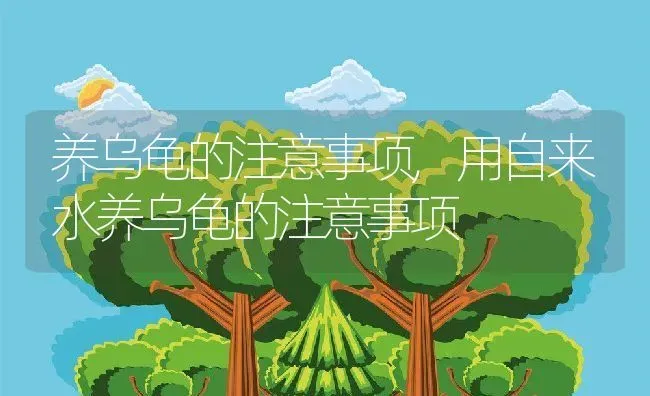 养乌龟的注意事项,用自来水养乌龟的注意事项 | 养殖资料