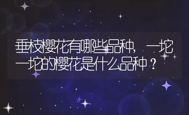 垂枝樱花有哪些品种,一坨一坨的樱花是什么品种？ | 养殖科普