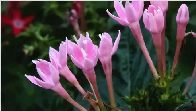 繁星花怎么留种子 | 三农知识