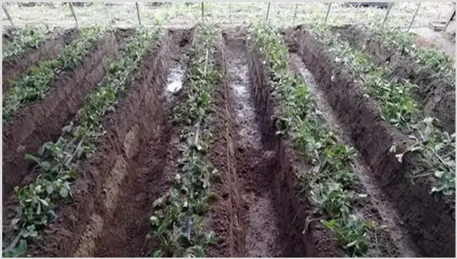 草莓定植后怎么管理 | 农广天地