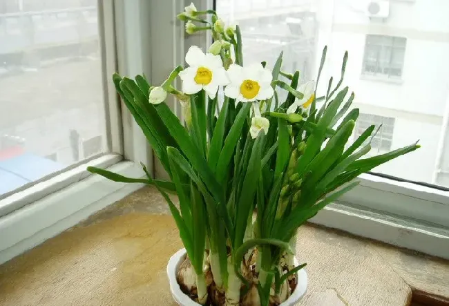 家里养什么花好 旺财 风水,什么花催财？