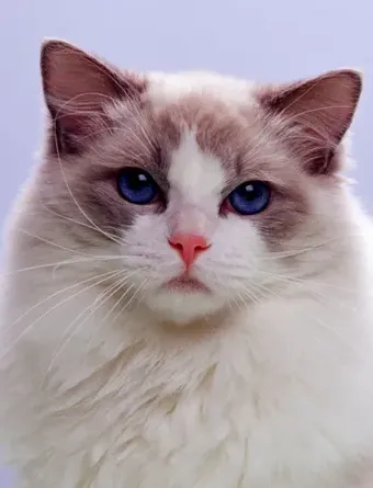 布偶猫好养吗,六个月布偶猫好养吗适合新手吗？
