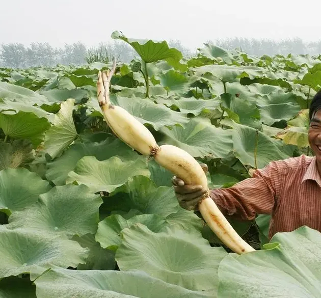 现在种植什么农作物最赚钱,做农业，农民种植和养殖什么农作物最好收入呢？