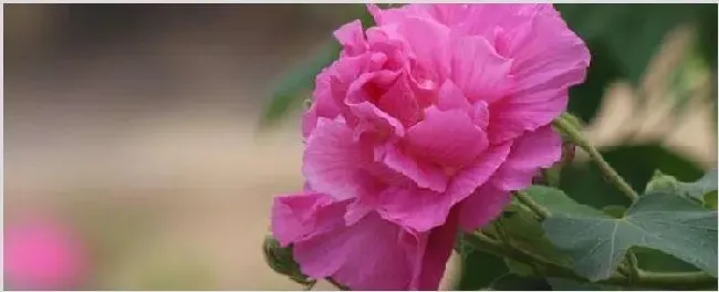 鲜花做成干花的方法 | 妙招大全