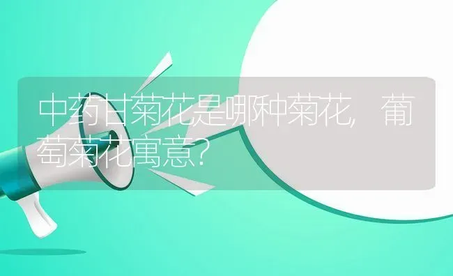 中药甘菊花是哪种菊花,葡萄菊花寓意？ | 养殖科普