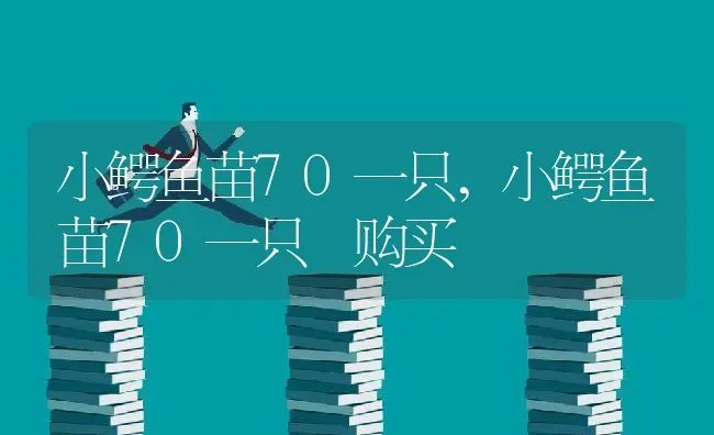 小鳄鱼苗70一只,小鳄鱼苗70一只 购买 | 养殖科普