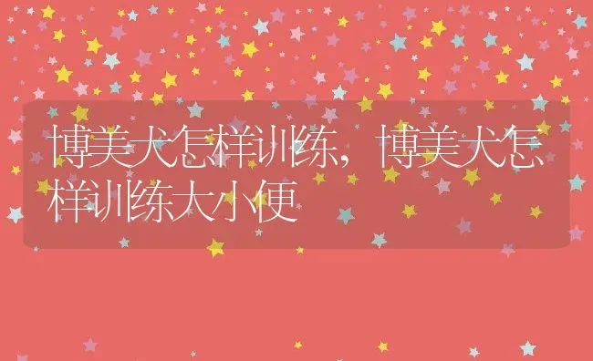 博美犬怎样训练,博美犬怎样训练大小便 | 养殖科普
