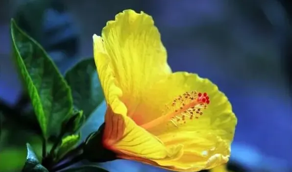 鲜花做成干花的方法 | 妙招大全