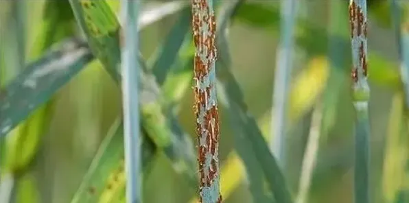 小麦中后期的常见虫害及防治措施 | 生活常识