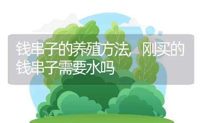 钱串子的养殖方法,刚买的钱串子需要水吗 | 养殖学堂