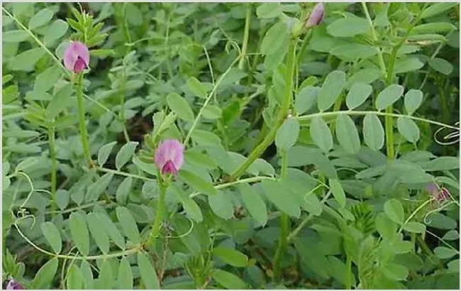 夏季有哪些主要蜜源植物？ | 生活常识