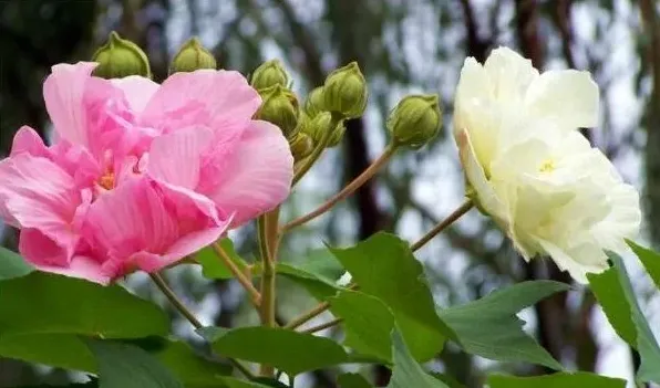 鲜花做成干花的方法 | 妙招大全