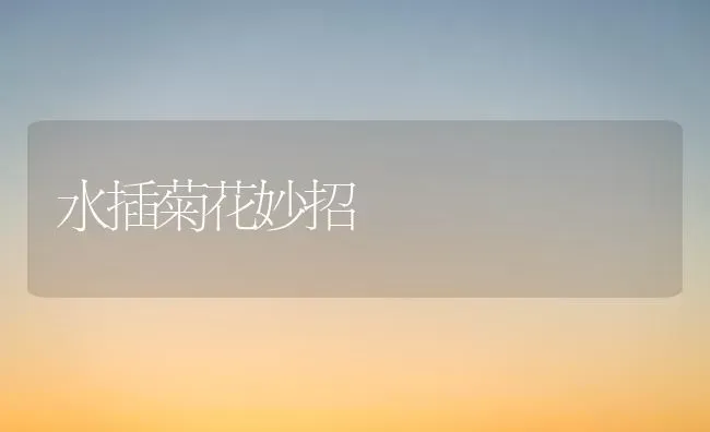 水插菊花妙招 | 养殖知识