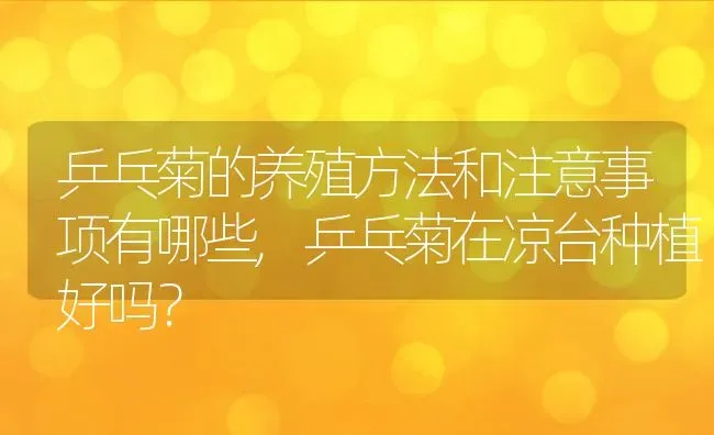 乒乓菊的养殖方法和注意事项有哪些,乒乓菊在凉台种植好吗？ | 养殖科普